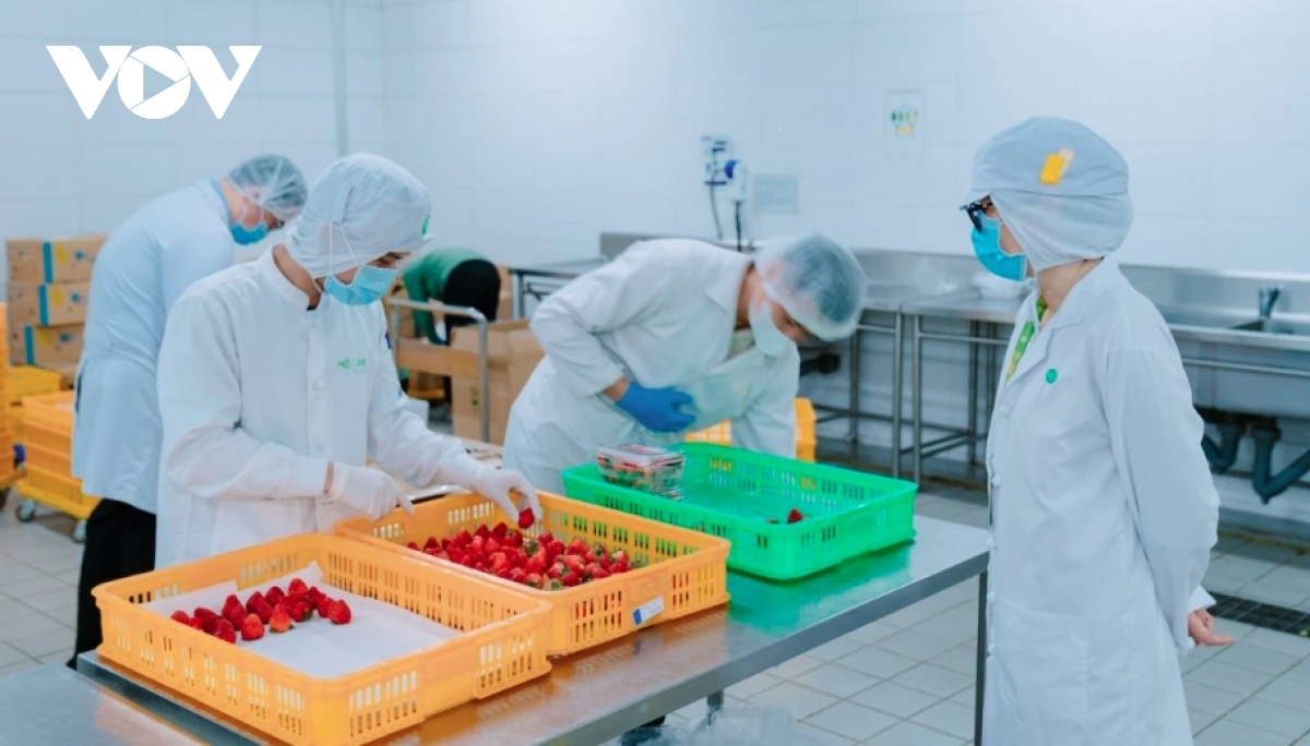 Vietnam’s strawberry exports jump 2,000-fold